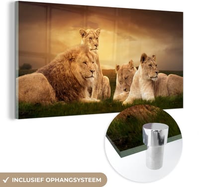 MuchoWow® Glasschilderij 40x20 cm - Schilderij acrylglas - Leeuwen - Gras - Lucht - Foto op glas - Schilderijen