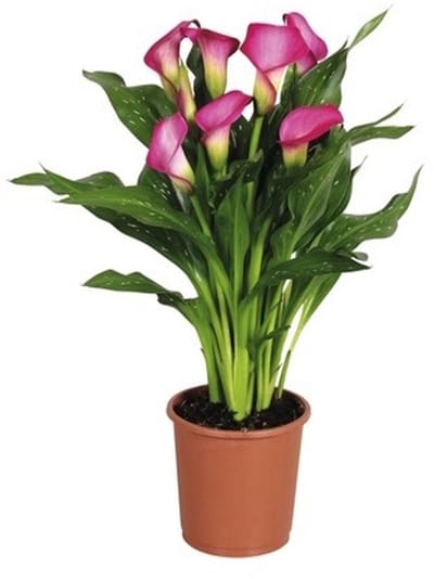 JUNAVERA Zantedeschia (calla) mix | diverse bloemkleuren | 10 cm pot | 40 cm hoog | per stuk