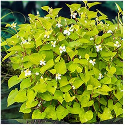 Moerings Hydrocotyle Nova-Zealandiae | Waternavel | In 11x11CM Mand
