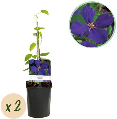 Green boutiQ - Klimplant - Clematis Jackmanii - Bloem Blauw - Weinig onderhoud -2 planten - Pot 11cm Hoogte 40cm