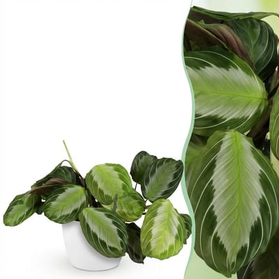 Plantenboetiek.nl | Maranta Fascinator Silverband - Gebedsplant - Huisdiervriendelijke Plant - Groen - met Potter Wit - Ø12cm - 25cm hoog - Kamerplant - Arrangement - Plant met pot