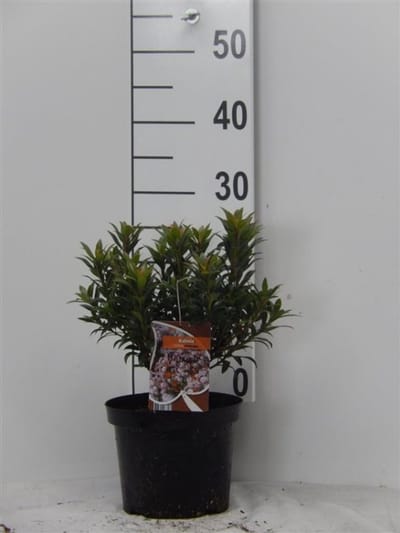 Plants Online - Tuinplanten - Heesters - Set van 1 - Kalmia latifolia 'Minuet' - 3 liter pot - Plant 25-30 cm