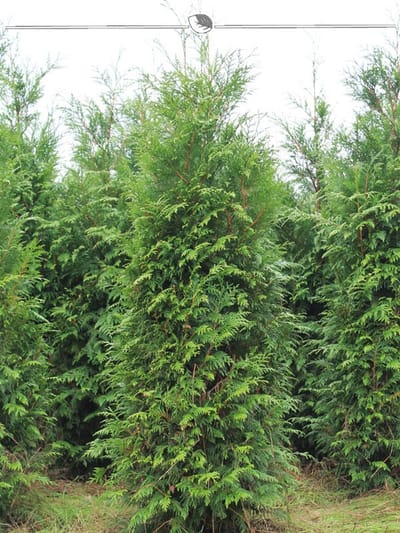 Levensboom Thuja plicata Atrovirens 160-180 cm, 5x Haagplant
