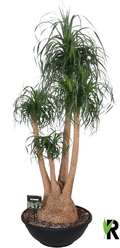 Beaucarnea Recurvata vertakt 180 cm – Kamerplant – Vers Van De Kweker – Olifantspoot – Potmaat Ø60 cm