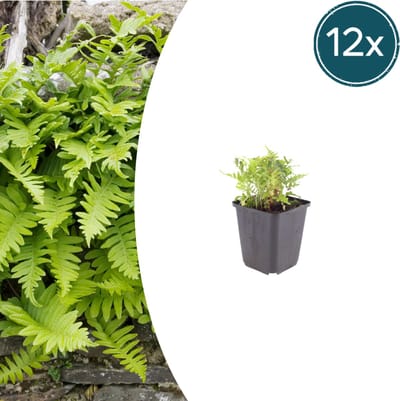 Tuinplantenshop.com | Polypodium vulgare | 12 stuks - Ø9cm - 10-25cm hoog - Tuinplant