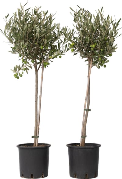 Plant in a Box - Olea Europaea - Set van 2 - Winterharde olijfboom op stam - Pot 19cm - Hoogte 80-90cm