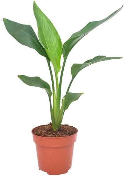 Paradijsvogelbloem 40cm -Ø12 Groene Kamerplant -