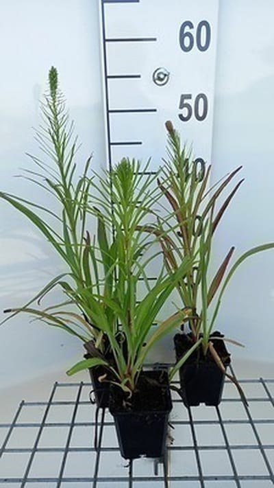6x Lampepoetser - Liatris spic. 'Floristan Violett' | 9x9 cm pot