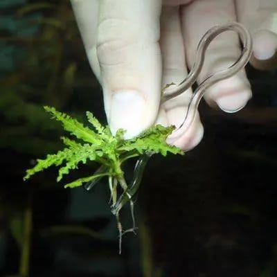 Aquarium accessoires jbl plantis plantenspelden (x12)
