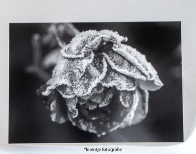 Condoleance wenskaart (a6) – Roos kaart met oprechte deelneming | Kleintje Fotografie