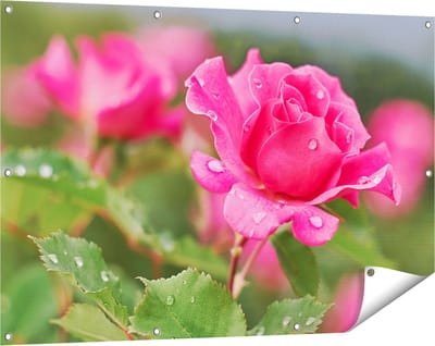 Gards Tuinposter Roze Roos met Waterdruppels - 120x80 cm - Tuindoek - Tuindecoratie - Wanddecoratie buiten - Tuinschilderij