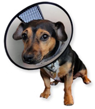 AA-Vet Easyfix-Collar - XXS