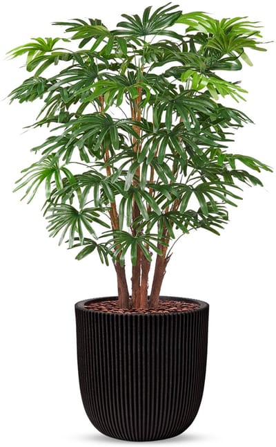 Kunstplant Fortunei palm in Planter Ball groove zwart H125 cm