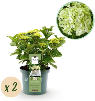 Green boutiQ - Terrasplant - Hortensia - Hydrangea Magical Nobless - Wit - 6-10 Bloemen - 2 Planten - Pot 23cm Hoogte 55cm