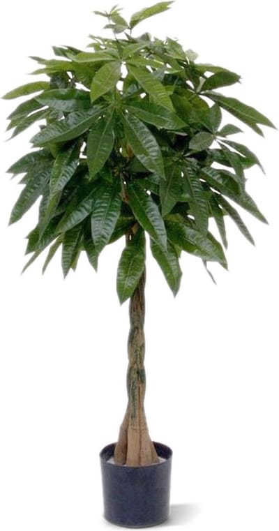 Pachira deluxe kunstplant 120cm