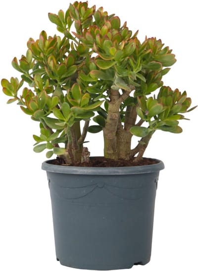 Plant in a Box - Crassula ovata Sunset - Vetplant - Kamerplant - Pot 30cm - Hoogte 55-60cm