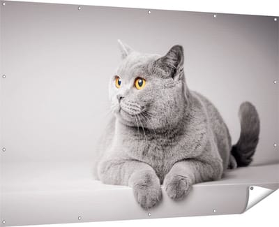 Gards Tuinposter Grijze Kat met Oranje Ogen - 180x120 cm - Tuindoek - Tuindecoratie - Wanddecoratie buiten - Tuinschilderij