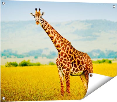 Gards Tuinposter Giraffe in het Veld - 80x60 cm - Tuindoek - Tuindecoratie - Wanddecoratie buiten - Tuinschilderij