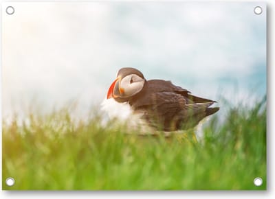 Atlantische papegaaiduikervogel - Tuinposter 70x50 - Wanddecoratie - Dieren