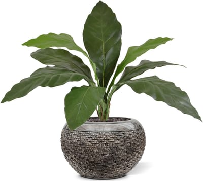 Anthurium Jungle King kunstplant 60cm