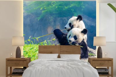 Behang - Fotobehang Panda - Bamboe - Gras - Dieren - Breedte 280 cm x hoogte 280 cm