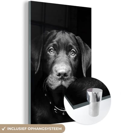 MuchoWow® Glasschilderij 120x180 cm - Schilderij acrylglas - Hond - Licht - Zwart - Foto op glas - Schilderijen