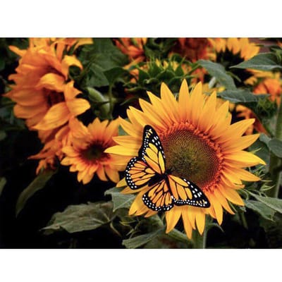 5D bricolage diamant peinture pleine ronde tournesol mosaïque point de croix Art diamant peinture 20X30CM orange
