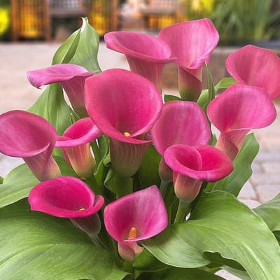 Calla Lelie - Zantedeschia - Pink Passion - Bloembollen - 5 stuks - Roze - Bloem bollen - Leliebollen