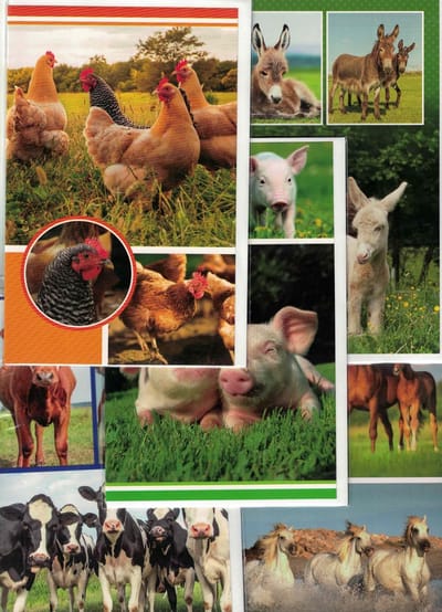 Wenskaarten - dieren - blanco - paarden - kippen - varkens - koeien - ezels - set van 5