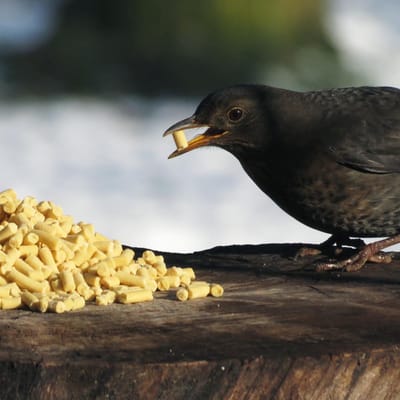 Aniculis - Traktatie met insecten voor tuinvogels (5 kg) | Premium vetkorrels voor wilde vogels | Vogelvoer met gedroogde insecten | Geschikt voor gebruik gedurende alle seizoenen