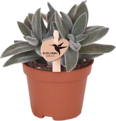 Groene Plant, Succulent Tarantula, Vetplant, Kleur Groen/Grijs, Weinig Onderhoud, Ø6cm