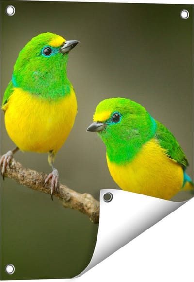 Gards Tuinposter Twee Groen Gele Zangvogels op een Tak - 40x50 cm - Tuindoek - Tuindecoratie - Wanddecoratie buiten - Tuinschilderij