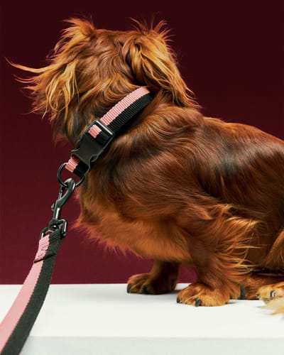 HAY Dogs LeashFlat M/L