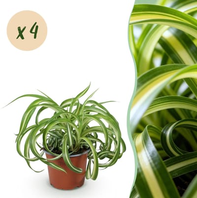 Plantenboetiek.nl | Chlorophytum comosum Bonnie - Krullende Graslelie - Huisdiervriendelijk - Bont - 4 Planten - Ø12cm - 20-25cm hoog - Kamerplant - Groenblijvend
