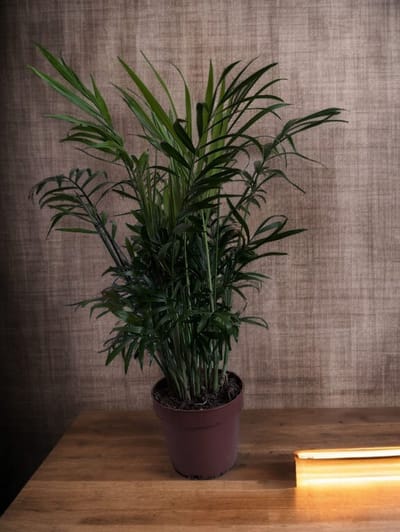Goudpalm - Areca - Palm - Kamerplanten pot 12cm 35/40 cm hoog