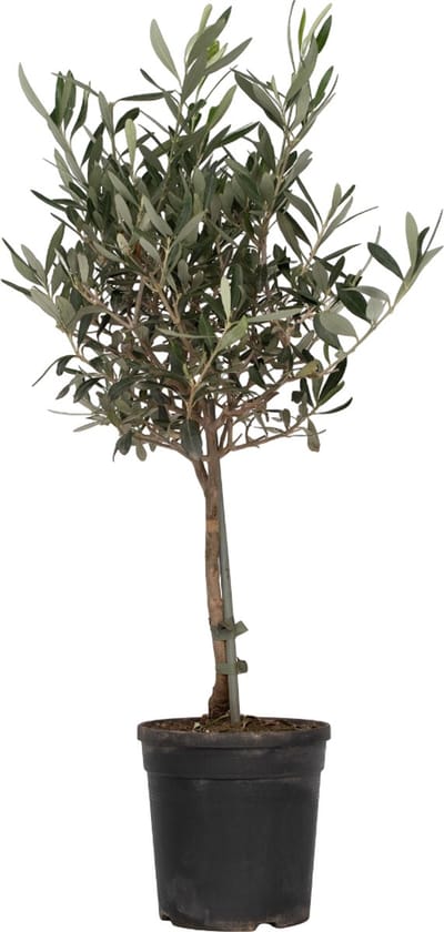 Olijfboom op stam - Olea Europaea - Pot ⌀17 cm -Hoogte  50-60 cm