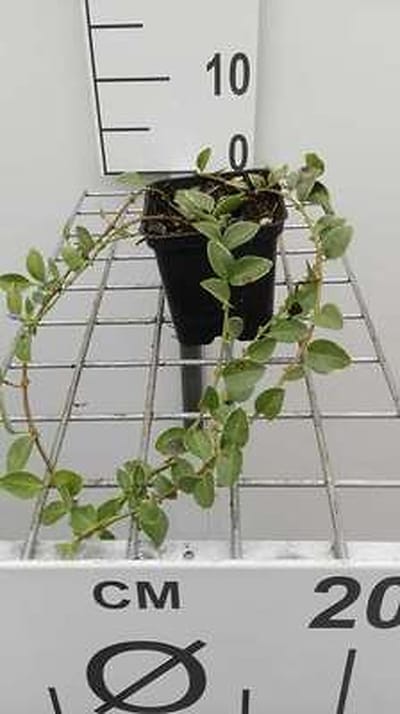 12x Kleine Maagdenpalm 'Argenteovariegata' - Vinca minor 'Argenteovariegata' | 9x9 cm pot