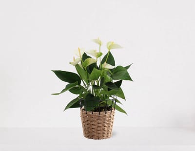 Anthurium Wit in siermand May – bloeiende kamerplant – flamingoplant – 40-50cm - Ø13 – geleverd met plantenpot – vers uit de kwekerij