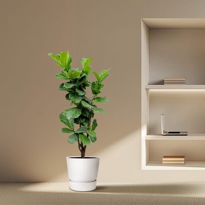 Everspring - Ficus Lyrata Vertakt - 180 cm - ⌀30 - Grote Kamerplanten - Vioolbladplant - Indoor Decoratie - Luchtzuiverend