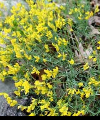 Genista lydia - Heidebrem, Verfbrem 20- + cm in pot