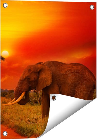 Gards Tuinposter Olifant in het Wild tijdens Zonsondergang - 40x50 cm - Tuindoek - Tuindecoratie - Wanddecoratie buiten - Tuinschilderij