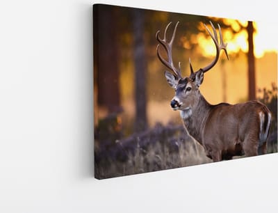 Saammp Canvas Schilderij - Hert met groot gewei - Natuur - Dieren - 45x30 - Foto op canvas - Wanddecoratie - Muurdecoratie Woonkamer - Slaapkamer decoratie - Canvas Print