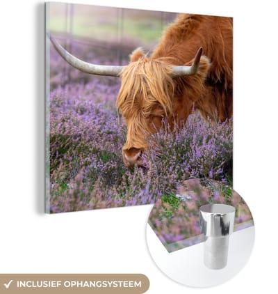 MuchoWow® Glasschilderij 50x50 cm - Schilderij acrylglas - Schotse Hooglander - Dieren - Heide - Foto op glas - Schilderijen