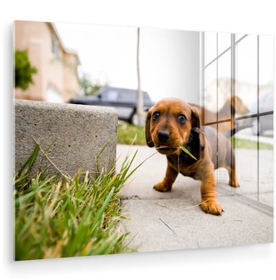 ® Glasschilderij 160x120 cm - Schilderij acrylglas - Een puppy Teckel die op wat gras kauwt - Foto op glas - Muurdecoratie woonkamer - Wanddecoratie slaapkamer - Schilderijen