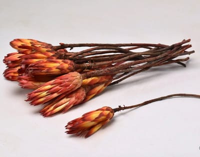 Gedroogde Oranje Rode Protea Pendula Natural - Natuurlijke decoratie - 10 takken