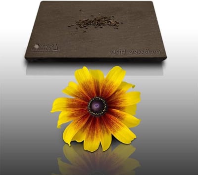 Bloemenzaadjes Rudbeckia - Zomerbloeiers Zaden - Bloementuin Aanleggen - Weinigh Onderhoud - 100 Granules - Geel
