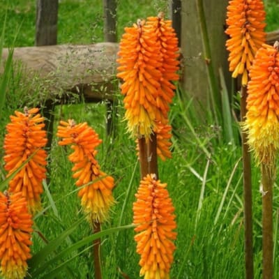 Vuurpijl (Kniphofia) - Royal Castle - Fakkellelie - Vaste planten - Bijen-Vlinders - Snijbloemen - Zomerbollen - bloeit in Juli / Augustus / September
