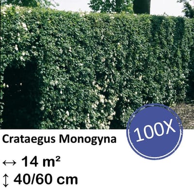 Green Harmony| Crataegus Monogyna - Kale wortel