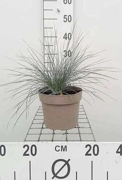 Zwenkgras - Festuca glauca (ovina 'Glauca') | 3 liter pot