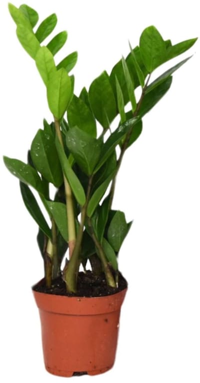 Zamioculcas Zamiifolia (ZZ-plant) Ø12cm - 40cm - (Ook)-Voor in huis - Groenblijvend - Vaste planten